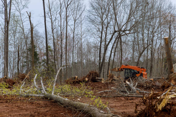 Best Tree Maintenance Programs  in Otis Orchards East Farms, WA